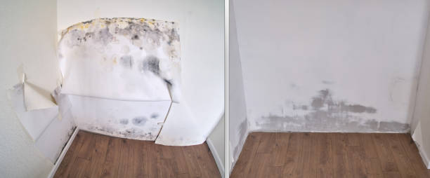 Office Mold Removal Services in Parkville, PA